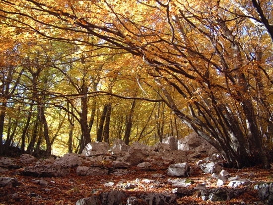 Faggeta di M. Redentore - Formia (LT)